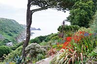 View down into Lamorna Cove from Chygurno, planted with phormiums, Crocosmia 'Lucifer', Agapanthus, cordylines and succulents.