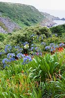 Agapanthus and Crocosmia mingle on garden slopes above bamboo with Lamorna Cove and sea beyond. 