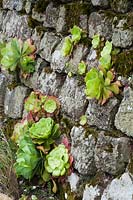 Aeoniums growing in a stone wall, with self-seeded Erigeron karvinskianus below.
