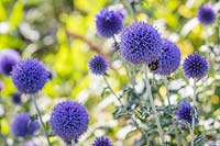 Echinops ritro 'Veitch's Blue' - Globe Thistle 'Veitch's Blue'