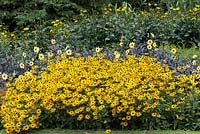 An all-gold border planted with clumps of Rudbeckia fulgida var. deamii, Rudbeckia laciniata 'Herbstsonne' and Dahlia 'Mystic Illusion'.