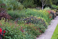 Long border with  dahlias L-R red 'Mystic Enchantment', yellow 'Mystic Illusion', and apricot 'Mystic Spirit'.  Interspersed with clumps of Bidens aurea 'Hannay's Lemon Drop'.