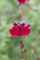 Salvia 'Dyson's Crimson', sage,  a shrubby perennial bearing rich red flowers from May until November.