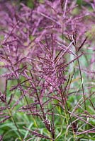 Red autumn spikelets of Miscanthus sinensis 'Ferner Osten', eulalia, a deciduous ornamental grass forming large clumps.