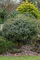 Picea omorika 'Minimax' - A dwarf Serbian spruce