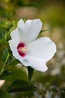 Hibiscus moscheutos - common rose mallow