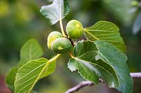 Ficus carica 'Bourjasotte Grise' - Figs