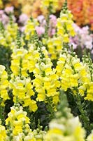 Antirrhinum F1 'Sonnet Yellow' - Snapdragon 'Sonnet Yellow'