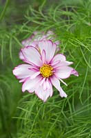 Cosmos bipinnatus 'Fizzy Rose Picotee' - July