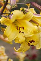 Lilium Golden Splendour Group - Trumpet Lily 