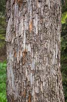 Ostrya Virginiana - Eastern Hop-Hornbeam tree bark detail
