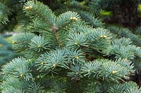 Abies lasiocarpa 'Argentea' - Subalpine Fir tree branches