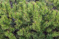 Pinus mugo 'Honeycomb' - Mountain Pine shrub with emerging dark brown female cones in spring