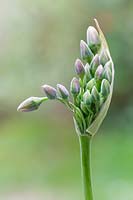Allium Bulgaricum - Nectaroscordum