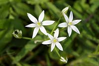Ornithogalum arabicum - Star of Bethlehem flower