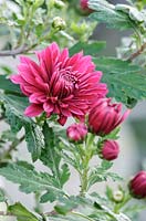 Chrysanthemum Poppin 'Rose pink' coated in frost