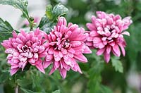 Chrysanthemum Poppin 'Rose pink' coated in frost