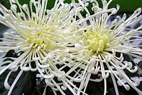 Chrysanthemum 'Star Burst'