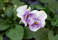 Viola Sorbet XP 'Pink Halo'