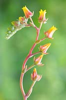 Echeveria secunda var. glauca glaucous echeveria