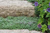 Each stone step is separated by woolly thyme, Thymus pseudolanuginosus, a low growing evergreen shrub with purple flowers that attract bees.
