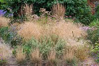 Deschampsia flexuosa 'Goldtau', wavy hair grass
