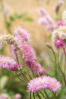Sanguisorba obtusa, burnet, a perennial bearing pink, fluffy, rich pink flowers resembling small bottle brushes in autumn.
