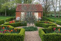 Laid out between old brick outbuildings, a box parterre with gravel paths separating  beds planted with Tulipa 'Paul Scherer', 'Ballerina' and 'Doll's Minuet', an olive tree in the centre 