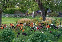 An island bed of mixed grasses, grape hyacinths, hardy Geraniums, Dogwoods, Alchemilla and Tulipa 'Paul Scherer', 'Ballerina', 'Abu Hassan' and 'White Dream'.