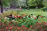 A spring combination of Euphorbia griffithii 'Fireglow', hardy Geraniums, Dogwoods, and Tulipa 'Paul Scherer', 'Ballerina', 'Abu Hassan' and 'White Dream'.