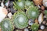 Sempervivum arachnoideum - Cobweb sempervivum