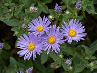 Aster amellus 'Silbersee' - August