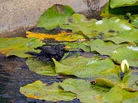 Blackbirds Turdus merula male bathing in lily pond using lily pads as support 