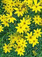 Coreopsis verticillata 'Zagreb' - Whorled tickseed - August 