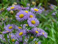  Erigeron, Fleabane 'Sincerity' 