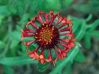 Gaillardia 'Fanfare Blaze'