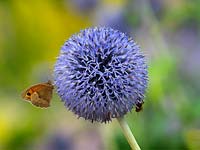 Echinops ruthenicus Globe Thistle and Meadow brown Butterfly Maniola jurtina 