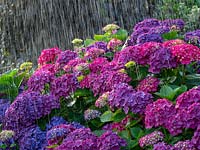 Hydrangea in Summer rain shower 