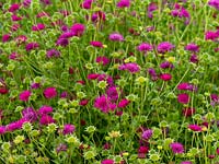 Knautia macedonica 'Macedonian Scabious' flowering in Norfolk garden.