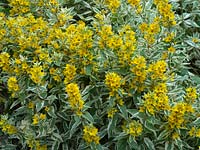 Lysimachia punctata 'Alexander' large yellow loosestrife