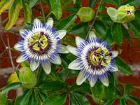 Passiflora caerulea 'Blue passion flower' growing against wall in Norfolk, UK