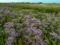 Limonium vulgare - Sea Lavender along marshes on North Norfolk coast, East Anglia.