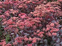 Sedum 'Mohrchen' growing in garden border.