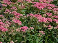 Sedum Telephium 'Abbeydore' growing in garden border.