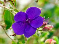 Tibouchina urvilleana - Glory Bush - August