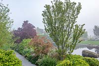 Large Acer palmatum 'Shishigashira' in a mixed border with reflective pool behind - The Leaf Creative Garden - A Garden of a quiet contemplation - RHS Malvern Spring Festival 2019