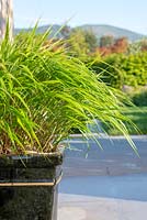 Hakonechloa macra in a black container - The Leaf Creative Garden - A Garden of a quiet contemplation - RHS Malvern Spring Festival 2019