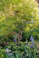 Acer palmatum 'Dissectum' underplanted with Hydrangea and Camassia - The Leaf Creative Garden - A Garden of a quiet contemplation - RHS Malvern Spring Festival 2019