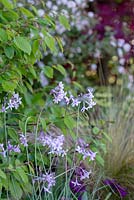 Tulbaghia violacea - The Leaf Creative Garden - A Garden of a quiet contemplation - RHS Malvern Spring Festival 2019