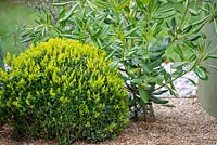 Buxus sempervirens topiary ball with Pittosporum tobira 'Nana' - The MacMillan Legacy Garden, RHS Malvern Spring Festival 2019